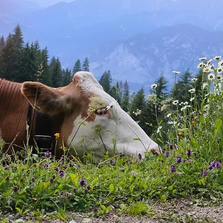 Апартаменти Goetzner Auszeit