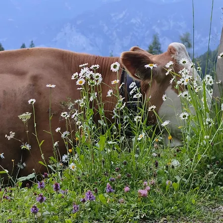 Goetzner Auszeit شقة إنسبروك